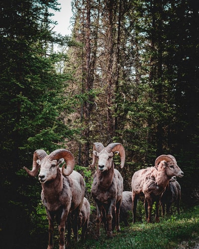 森林里的公羊群